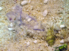 Vexillum exasperatum