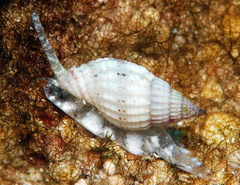 Vexillum exasperatum