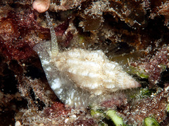 Vexillum exasperatum