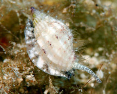 Vexillum exasperatum
