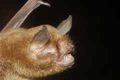 Pteronotus