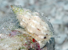 Vexillum exasperatum