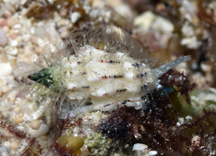 Vexillum exasperatum