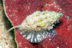 Vexillum exasperatum