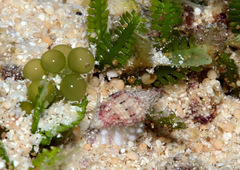 Vexillum exasperatum