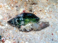 Vexillum exasperatum