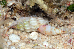 Vexillum exasperatum