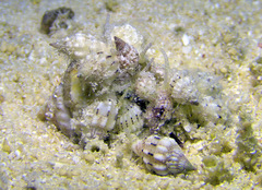 Vexillum exasperatum