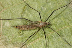 Tipula pagana
