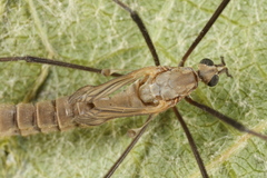 Tipula pagana