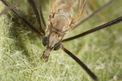 Tipula pagana