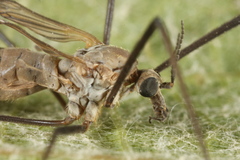 Tipula pagana