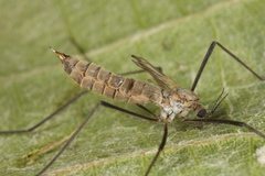Tipula pagana