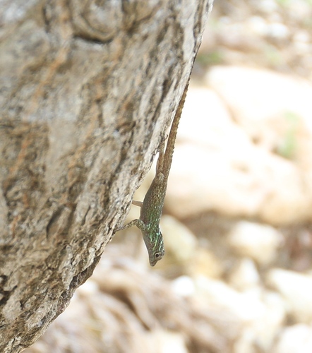 Anolis vinosus