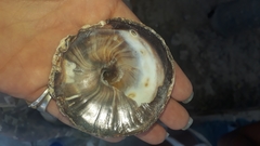 Calyptraea chinensis