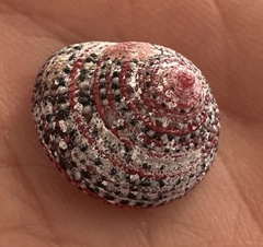 Clanculus pharaonius