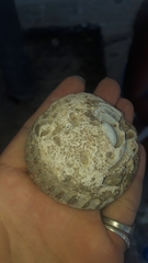 Calyptraea chinensis