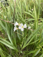 Cardamine penduliflora