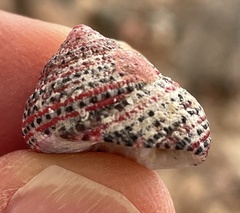 Clanculus pharaonius