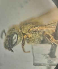 Halictus tumulorum