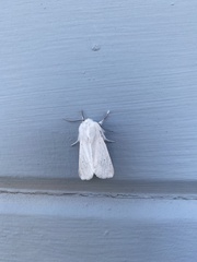 Spilosoma vestalis