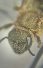 Halictus tumulorum