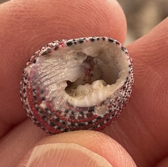 Clanculus pharaonius