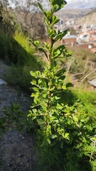 Dunalia brachyacantha