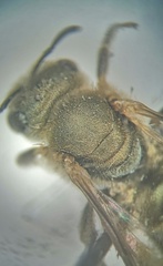 Halictus tumulorum