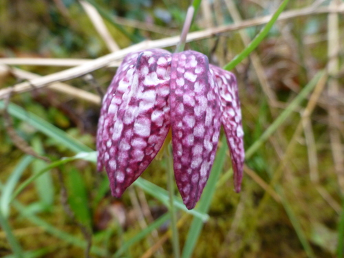 Fritillaria meleagris