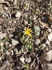 Ficaria verna calthifolia
