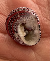 Clanculus pharaonius