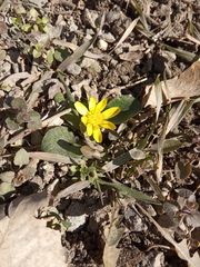 Ficaria verna calthifolia