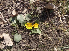 Ficaria verna calthifolia