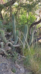 Trichocereus bridgesii