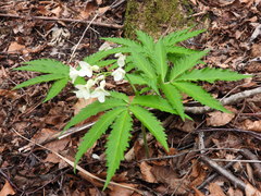 Cardamine kitaibelii