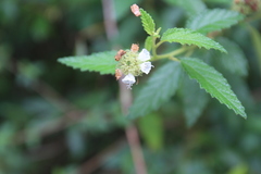 Varronia bullata