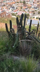 Trichocereus bridgesii