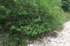 Varronia bullata