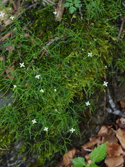 Moehringia muscosa