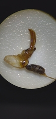Poecilus lucublandus