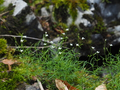 Moehringia muscosa