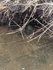 Emydoidea blandingii