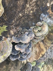 Trametes versicolor