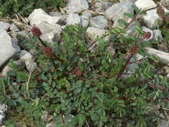 Sanguisorba minor muricata