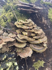 Trametes versicolor