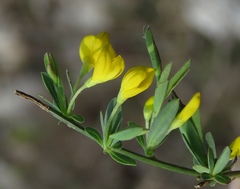 Cytisus pseudoprocumbens