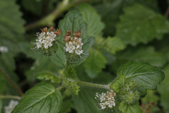 Phacelia malvifolia