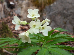 Cardamine kitaibelii