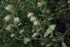Phacelia malvifolia